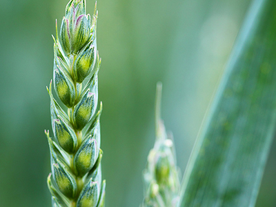 農(nóng)業(yè)部副部長余欣榮在加快現(xiàn)代種業(yè)發(fā)展培訓(xùn)班上強(qiáng)調(diào)抓住農(nóng)業(yè)供給側(cè)結(jié)構(gòu)性改革新機(jī)遇開創(chuàng)現(xiàn)代種業(yè)發(fā)展新局面